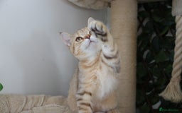 Scottish Fold cats for sale: Ready TICA reg stunning kittens available  - Image 5