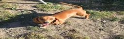 Miniature Dachshund dogs for sale: Miniature Dachshund girl - Advert 4