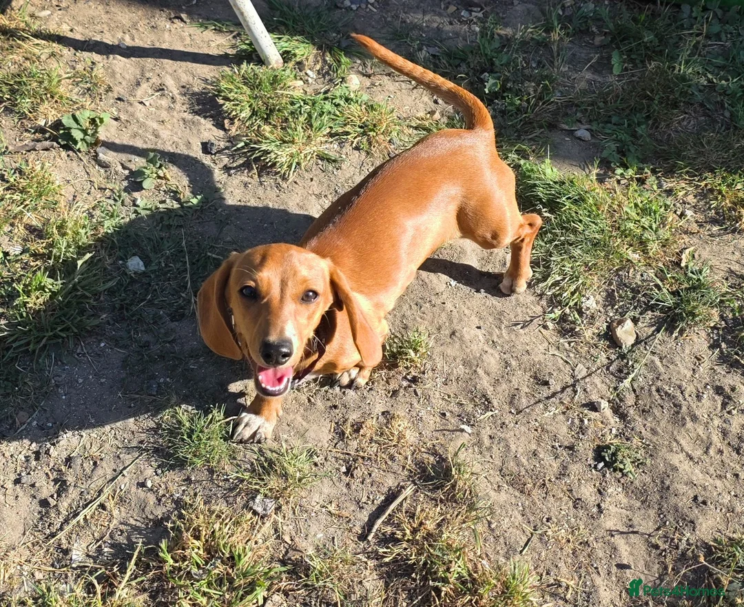 Miniature Dachshund dogs for sale: Miniature Dachshund girl - Advert 4