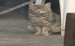 Domestic Shorthair cats for sale: Super cute domestic shorthair kittens!  - Image 5