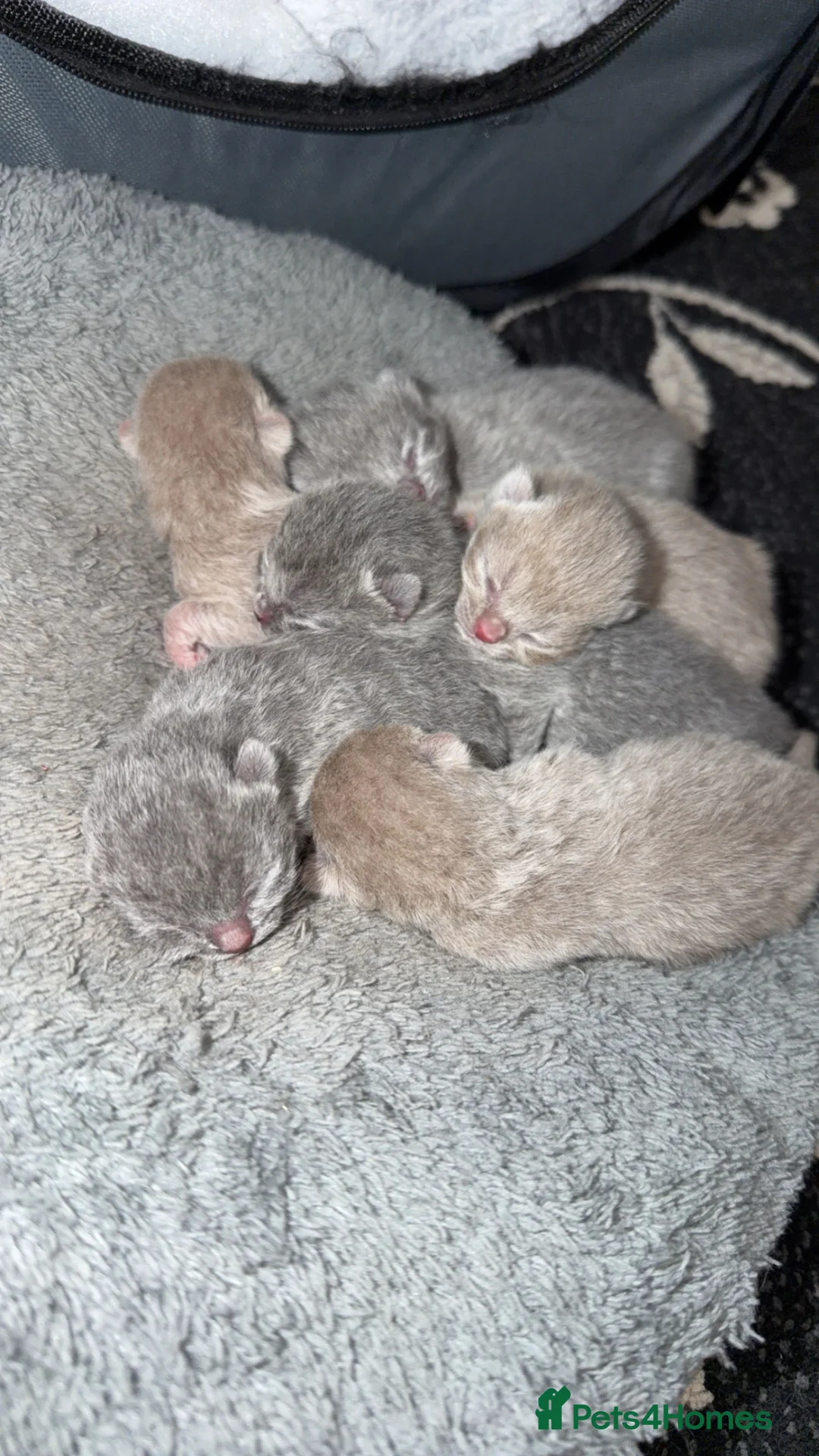 British Shorthair cats for sale: British Shorthair  in Bradford - Advert 2