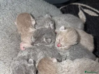 British Shorthair cats British Shorthair - Advert 3