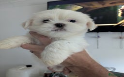 Lhasa Apso dogs for sale: Lhasa apso puppies  - Image 2