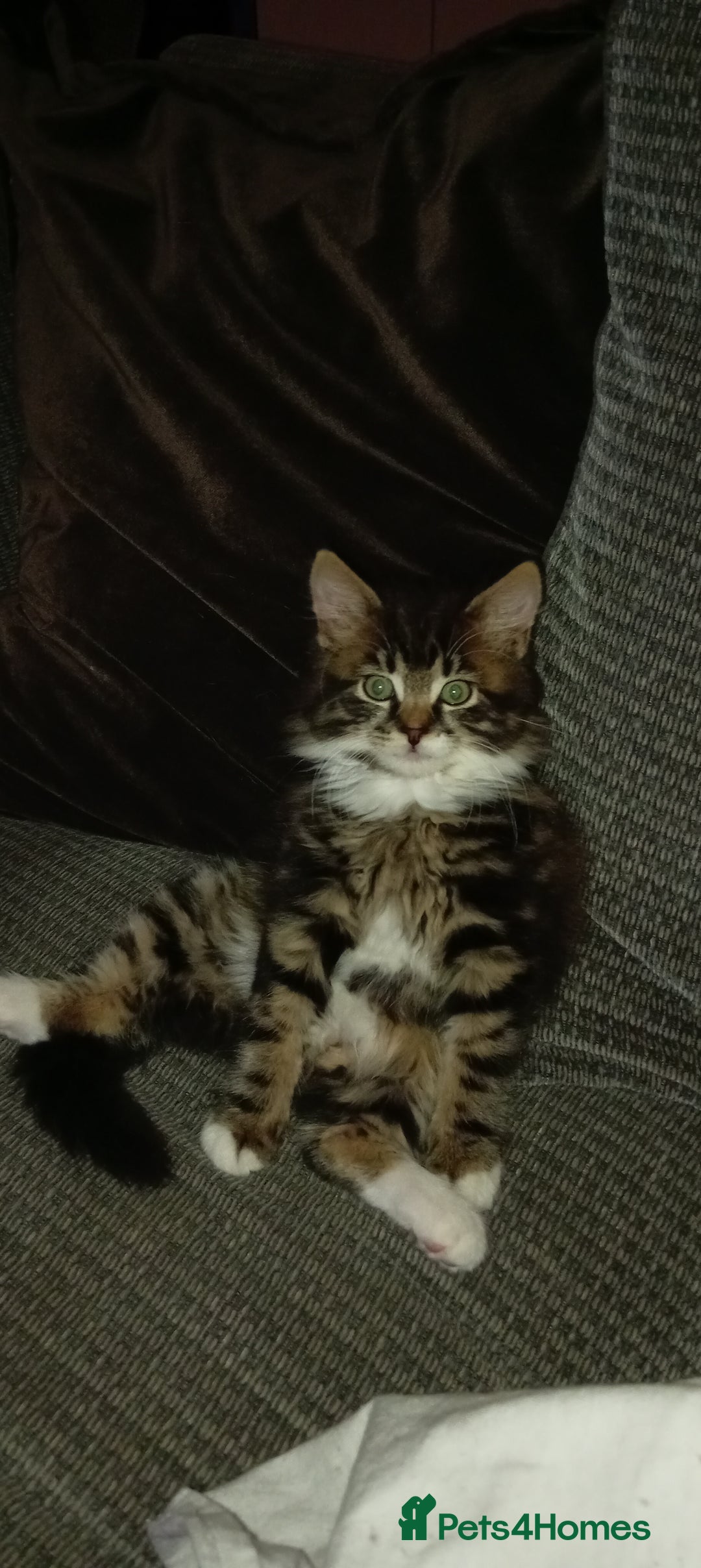 Mixed Breed cats for sale: Beautiful fluffy baby boy. - Advert 6