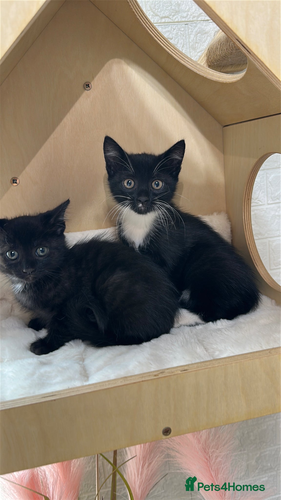 Mixed Breed cats Two Beautiful Kitten Sisters Looking for  Home - Advert 1