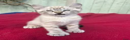 Keetso cats for sale: Superb very rare polydactyl curled eared keetsos  - Advert 4