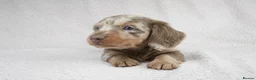 Miniature Dachshund dogs for sale: 1 Left KC REGISTERED MINIATURE DACHSHUND PUPPIES - Advert 16