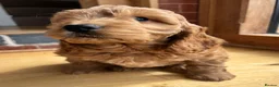 Cocker Spaniel dogs for sale: Stunning Cockapoo F1 Puppies KC Parents  - Advert 1