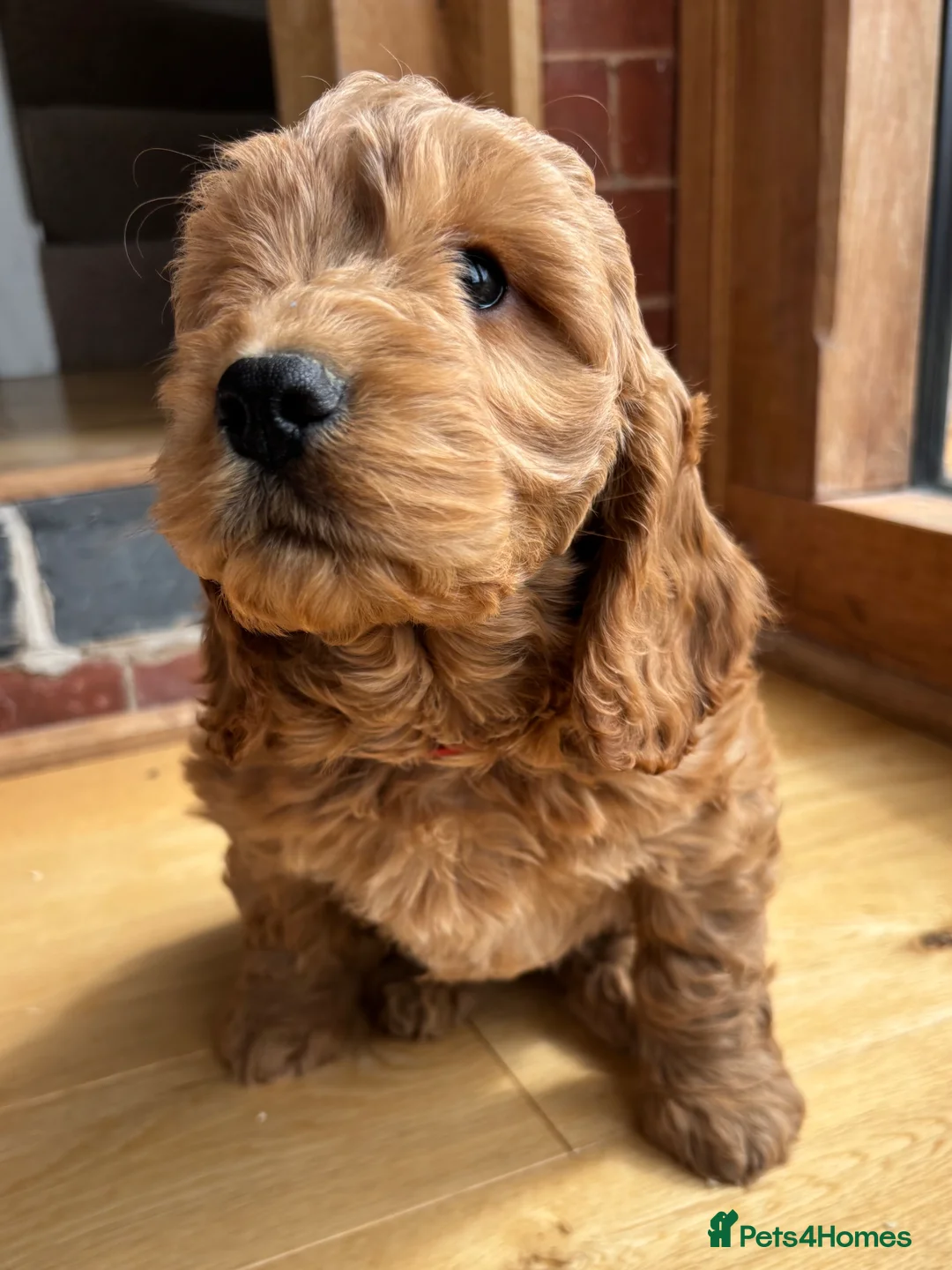 Cocker Spaniel dogs for sale: Stunning Cockapoo F1 Puppies KC Parents  - Advert 1