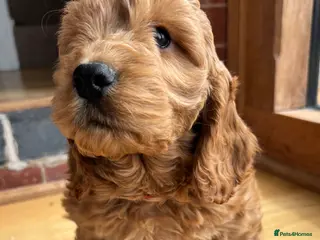 Cocker Spaniel dogs Stunning Cockapoo F1 Puppies KC Parents - Advert 11
