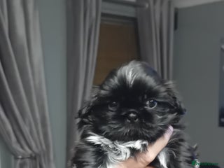 Shih Tzu dogs - Advert 7