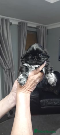 Shih Tzu dogs - Advert 1