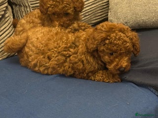 Toy Poodle dogs Toy poodle puppies - Advert 1