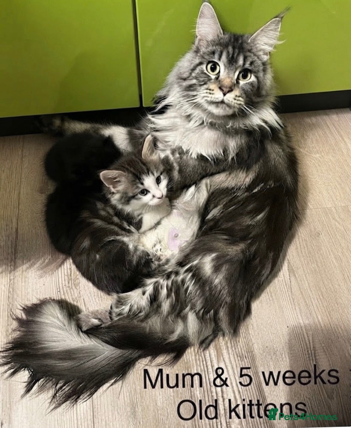 Maine Coon cats TICA EXCEPTIONAL GIANT & GENTLE MAINE COON KITTENS - Advert 2