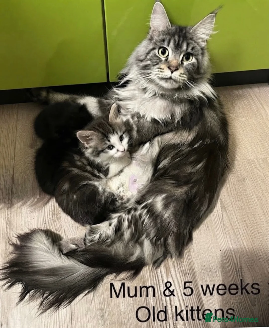 Maine Coon cats for sale: TICA EXCEPTIONAL GIANT & GENTLE MAINE COON KITTENS in Greenford - Advert 2