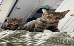 Mixed Breed cats for sale: Kittens looking for a loving home  - Image 10