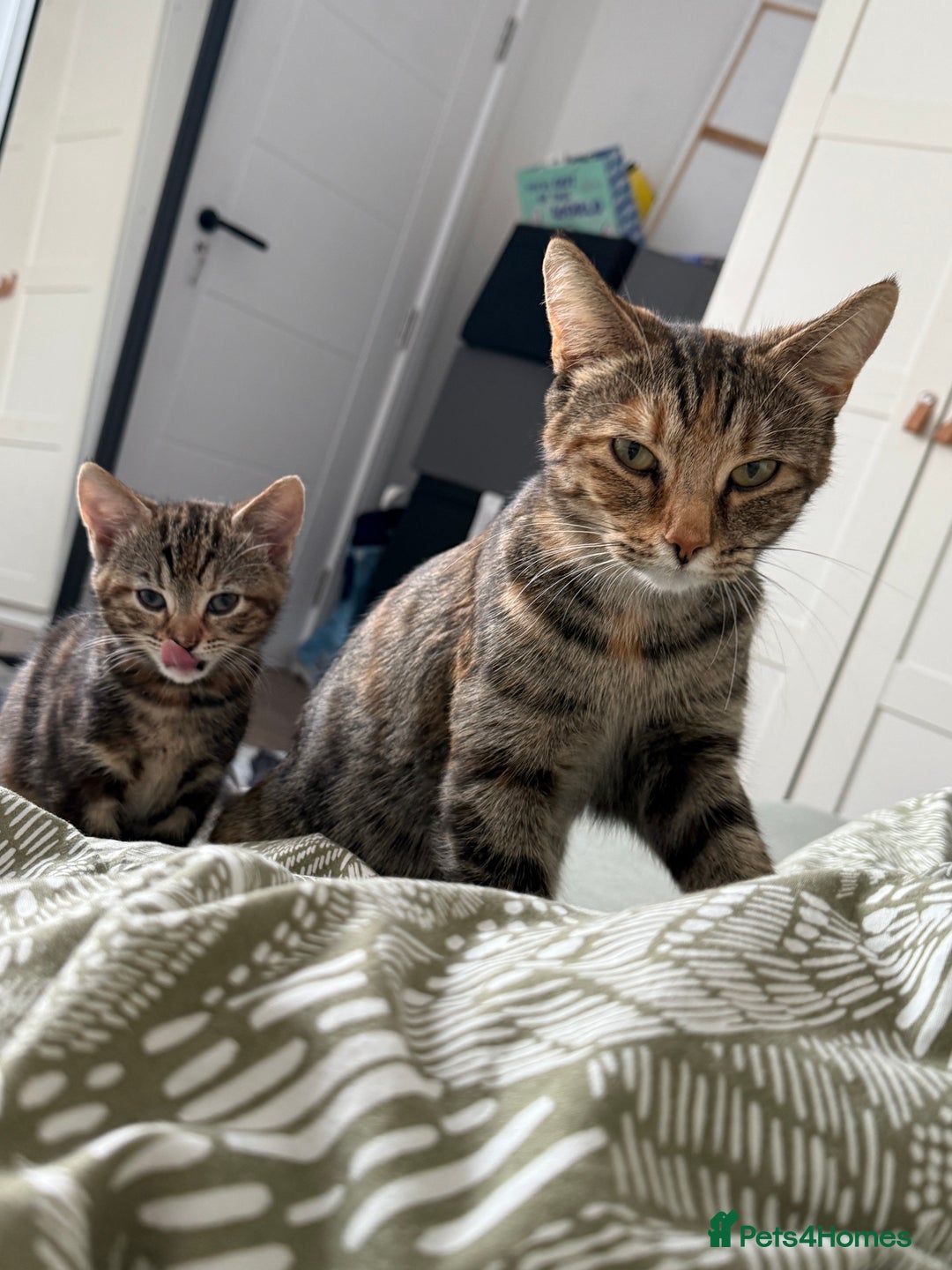Mixed Breed cats for sale: Kittens looking for a loving home  - Image 10