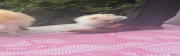 Pomeranian dogs for sale: White male baby Pomeranians  - Advert 3