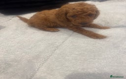 Toy Poodle dogs for sale: Toy puddle  - Image 3