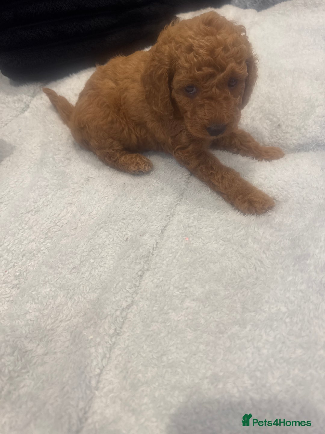 Toy Poodle dogs for sale: Toy puddle  - Image 3