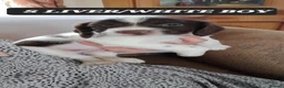 Sprocker dogs for sale: Beautiful F1 Sprocker Puppies  - Advert 3