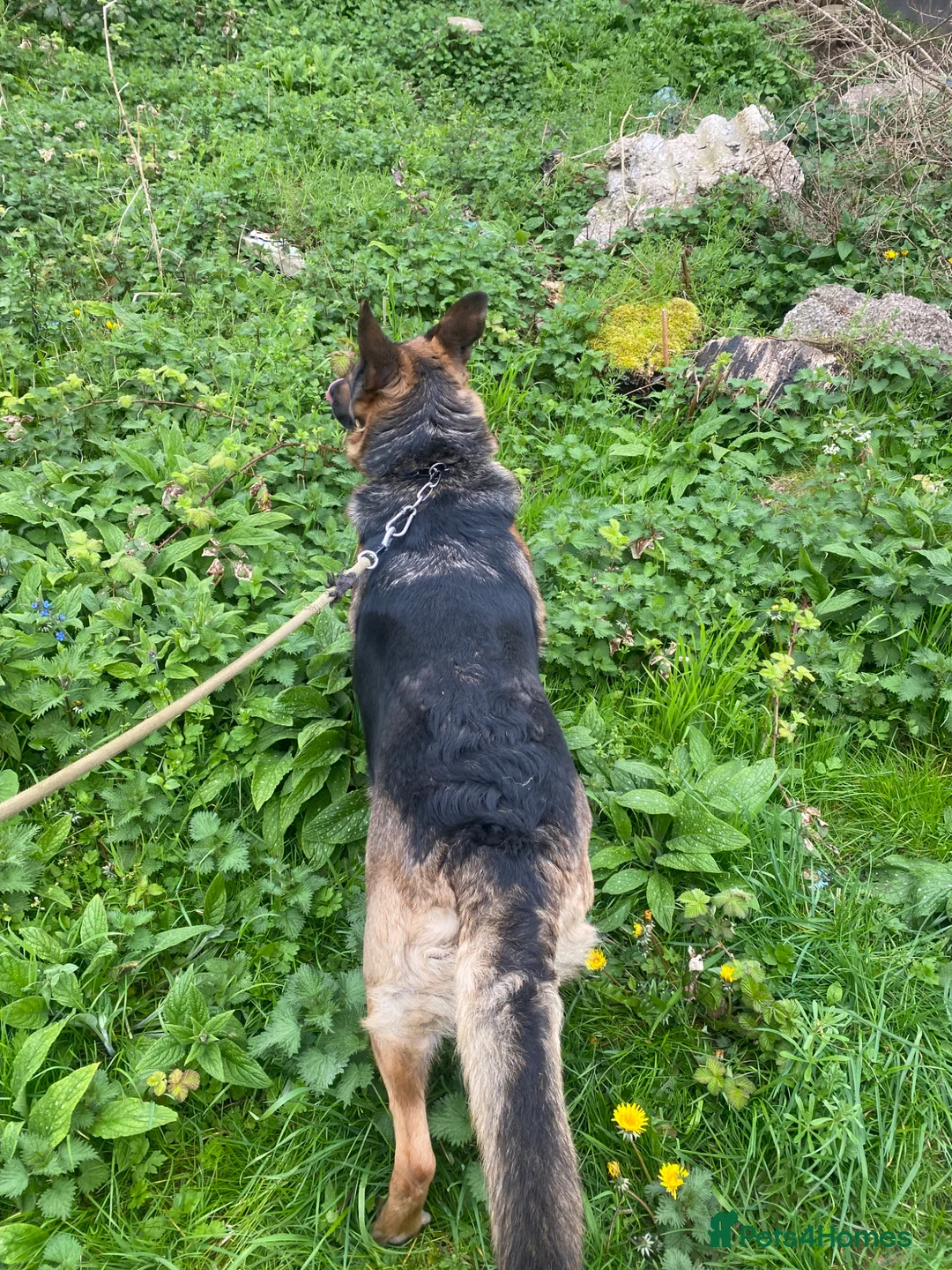 German Shepherd dogs for sale: German Shepherd Female Very Healthy and Active  in Birmingham - Advert 1