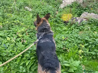 German Shepherd dogs German Shepherd Female Very Healthy and Active - Advert 1