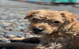 Mixed Breed dogs for sale: Lakeland/Border Terrier for sale - Image 3