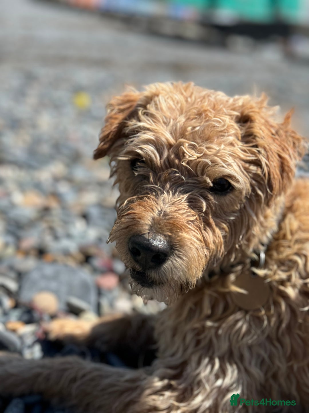 Mixed Breed dogs for sale: Lakeland/Border Terrier for sale - Image 3
