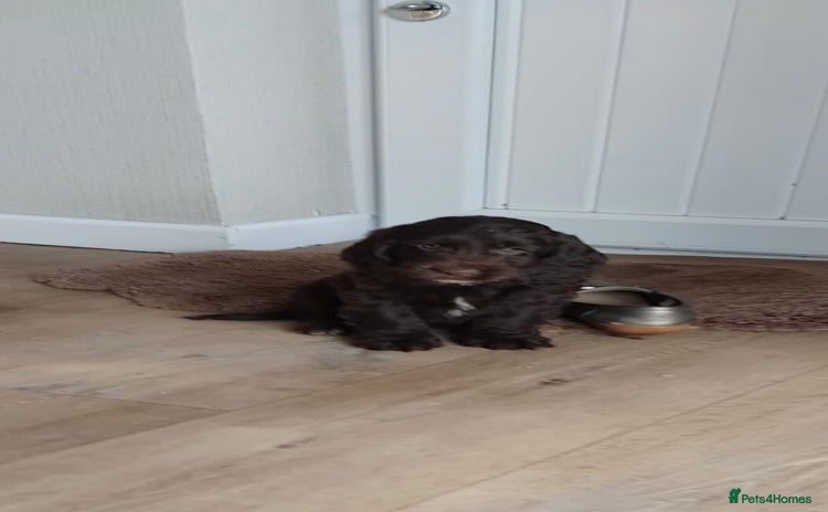 Cockapoo dogs adorable cockerpoo puppies - Advert 12