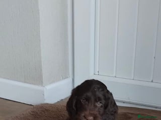 Cockapoo dogs adorable cockerpoo puppies - Advert 9