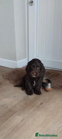 Cockapoo dogs adorable cockerpoo puppies - Advert 12