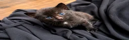 Bengal cats for sale: Bengal Kittens Looking for Their Forever Homes  - Advert 7