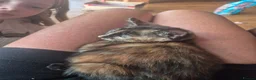 Mixed Breed cats for sale: Beautifully marked kittens  - Advert 3