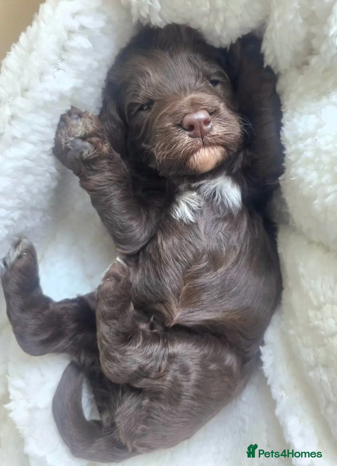 Cockapoo dogs for sale: Beautiful F1b Minature Cockapoos - Advert 25