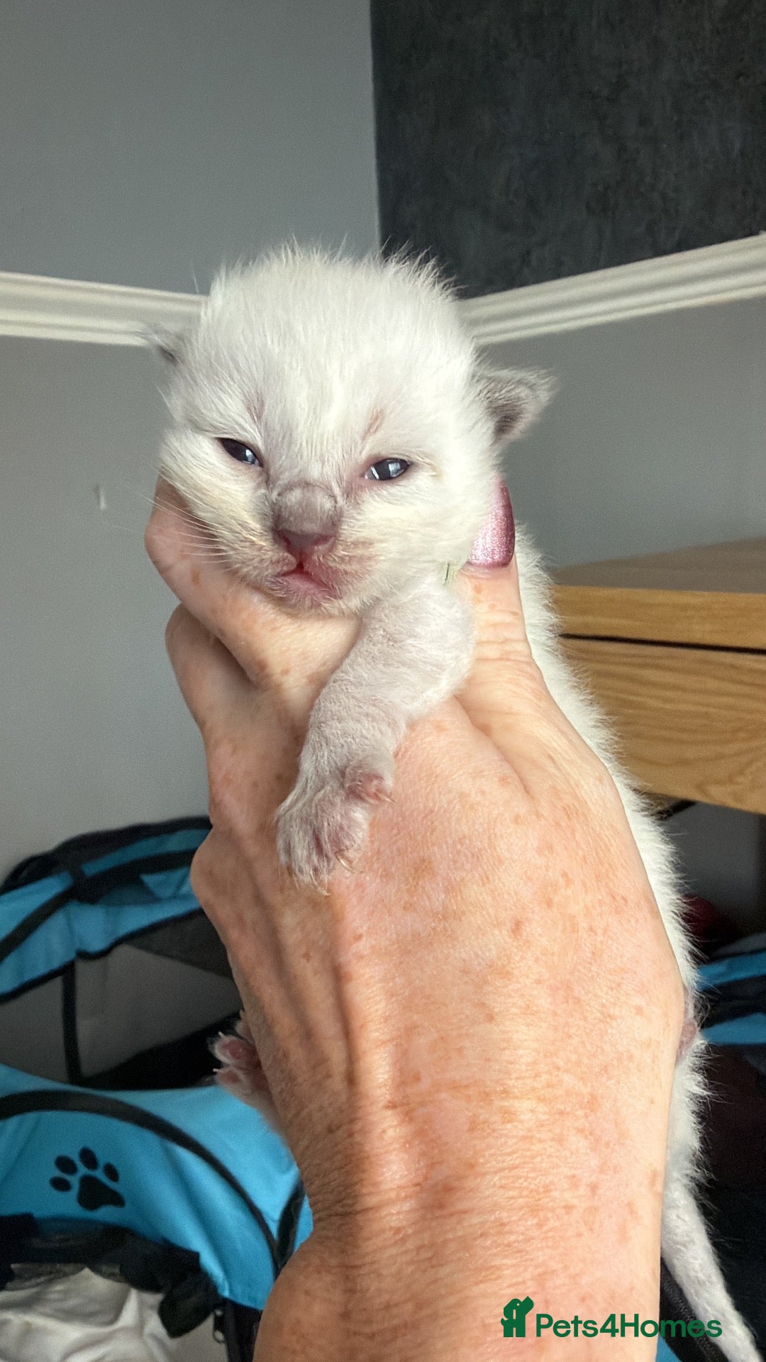 Ragdoll cats for sale: Beautiful pedigree ragdolls  - Advert 2