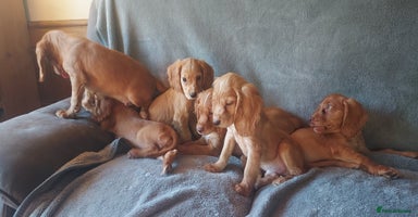 Cocker Spaniel dogs - Advert 5