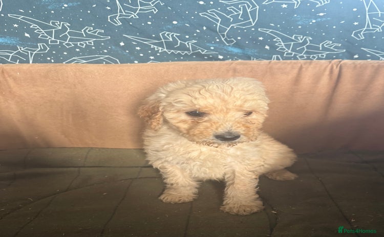 Mixed Breed dogs - Advert 1