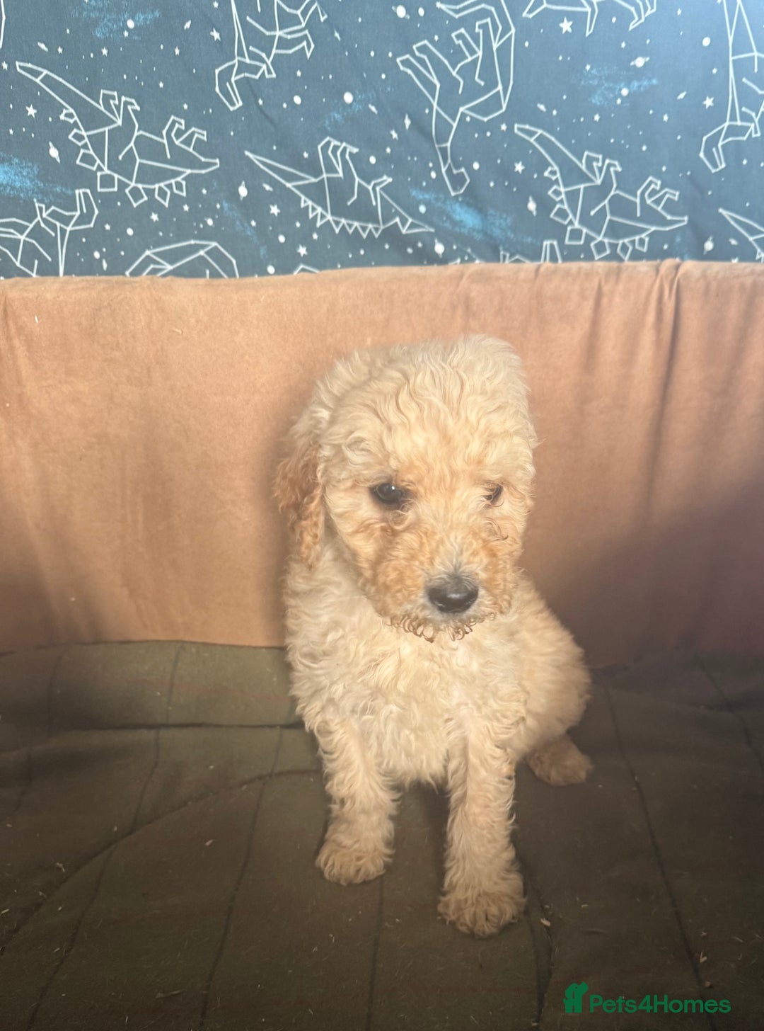 Mixed Breed dogs for sale: minature goldendoodles  - Image 1