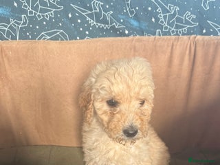 Mixed Breed dogs - Advert 1