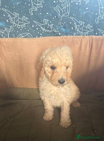 Mixed Breed dogs - Advert 16