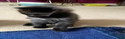 Ragdoll cats for sale: 2 Female ragdoll cats and 3 kittens-relisted - Advert 14