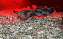 Pig livestock for sale: micro pigs - Image 12