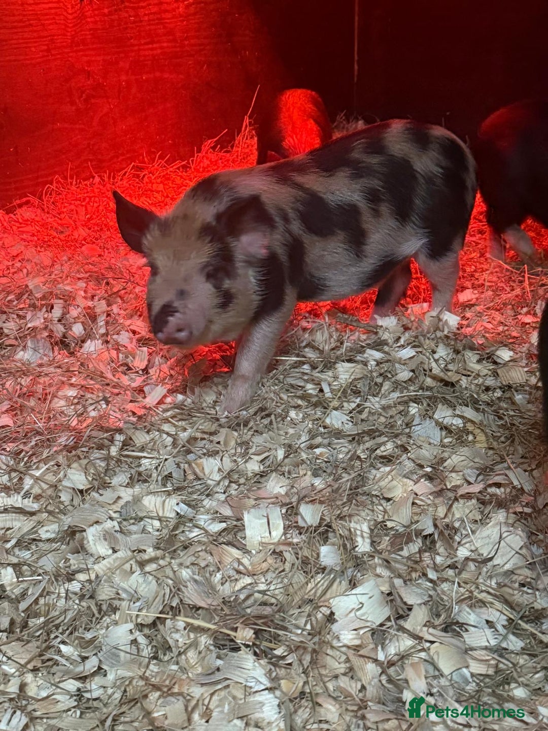 Pig livestock for sale: micro pigs - Image 12