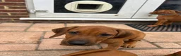 Rhodesian Ridgeback dogs for sale: KC Registered RR Ready for forever Homes 1st July - Advert 25