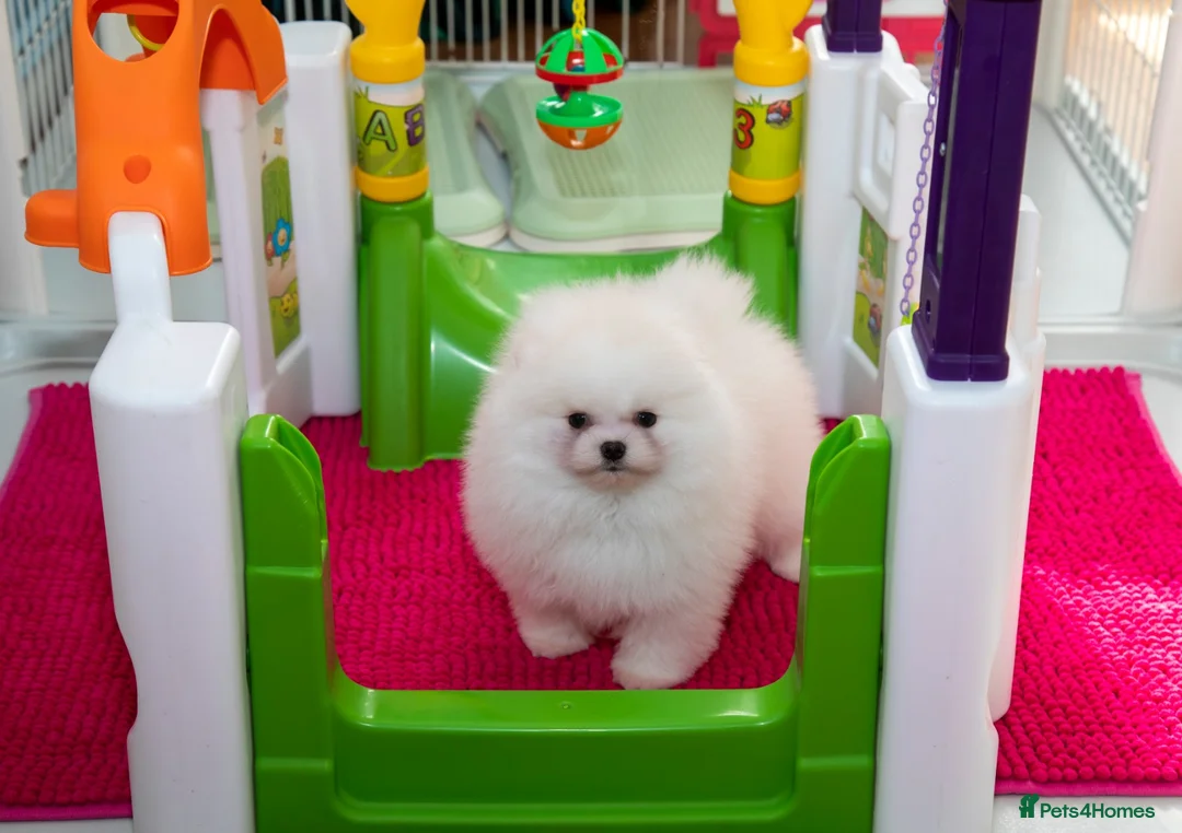 Pomeranian dogs for sale: Adorable Pomeranian puppies for sale - Advert 13