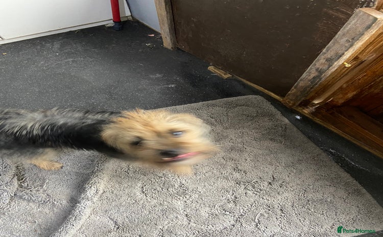 Border Terrier dogs - Advert 1