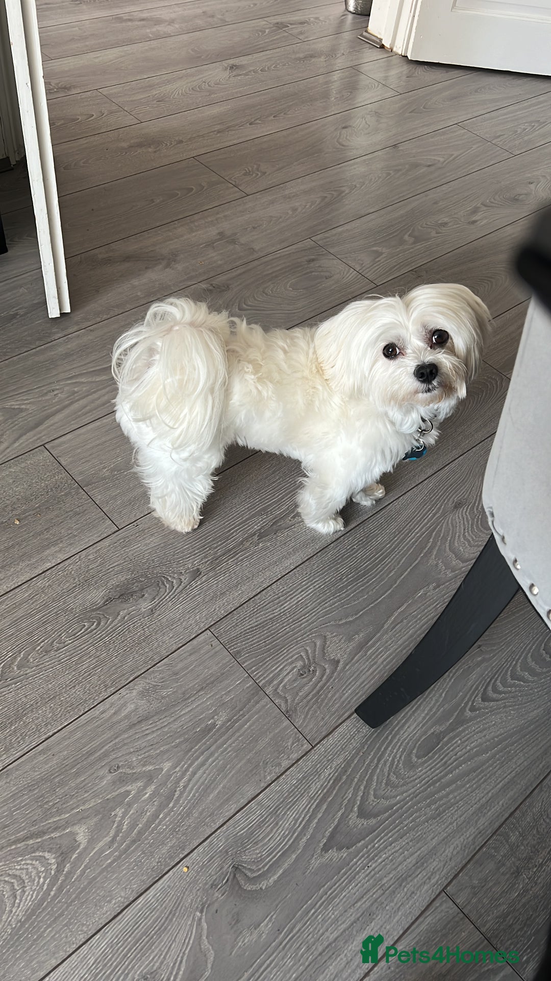 Maltese dogs for stud: Proven Full bred Maltese for stud (borehamwood) in Borehamwood - Advert 3