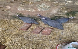 Guinea Fowl poultry for sale: Unsexed Guineafowl - Image 2