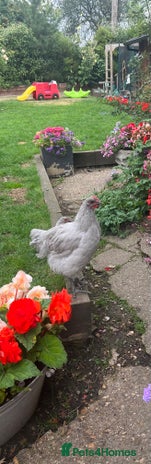 Chickens poultry - Advert 6